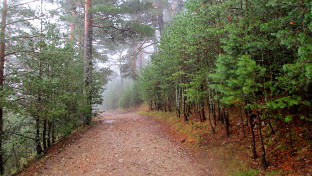 Camino forestal del Camino Schmidt rodeado de pinares y niebla en la Sierra de Guadarrama
