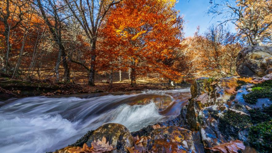 Río de aguas rápidas atravesando el Hayedo de Montejo en otoño, rodeado de árboles con hojas rojas y naranjas, rocas con musgo y cielo azul despejado.