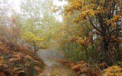 🍂 Rutas de otoño en la Sierra Norte de Madrid: colores, bosques y miradores