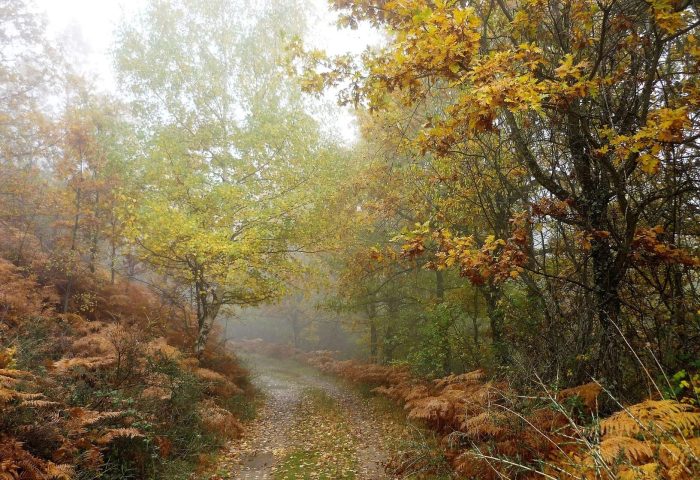 Sendero entre árboles con hojas otoñales en la Sierra Norte de Madrid