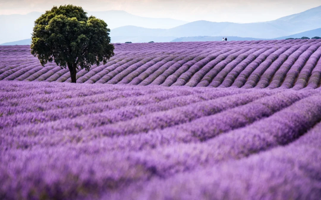 Campos de lavanda en Brihuega al atardecer con un árbol solitario
